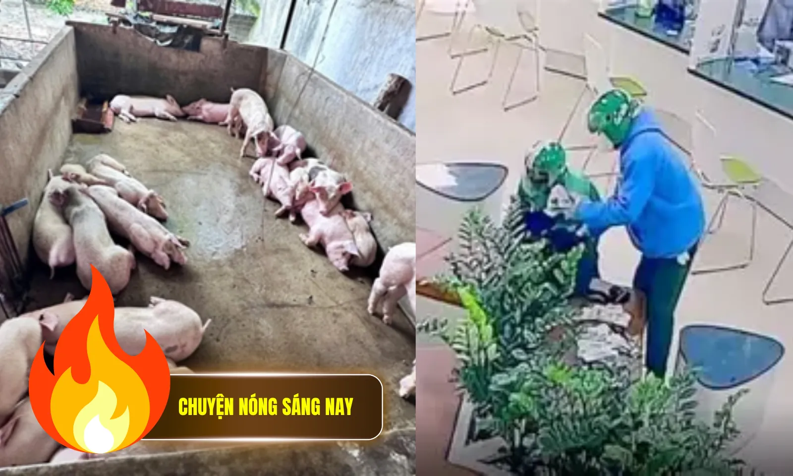 Chuyện nóng sáng 27/5: Triệt phá đường dây giết mổ heo bệnh | Tuyên án hai đối tượng cướp ngân hàng