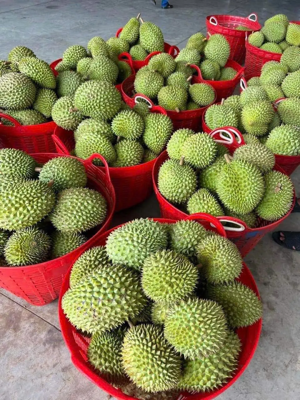 Sầu riêng