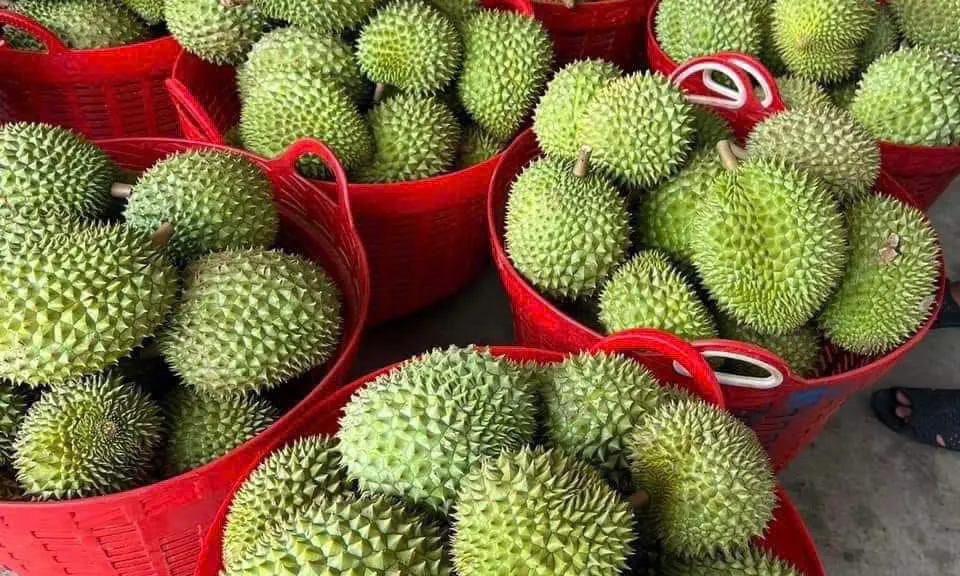 Sầu riêng được gỡ nút thắt xuất khẩu