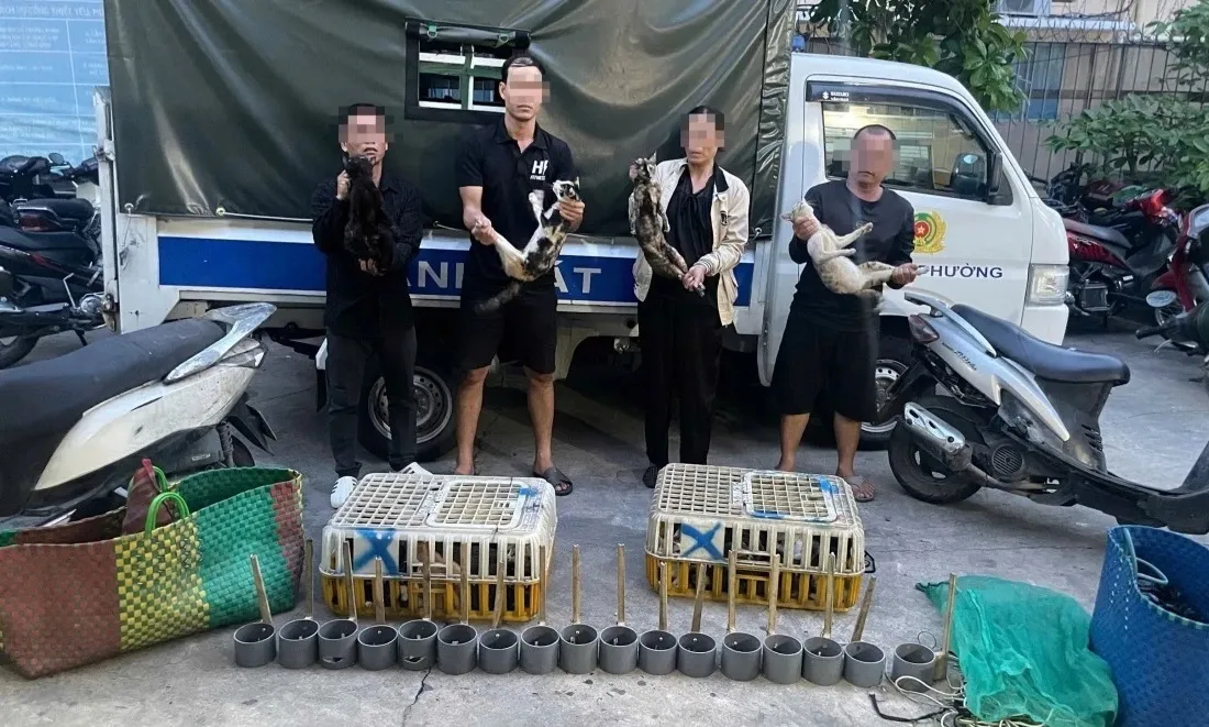 Triệt phá đường dây trộm và tiêu thụ mèo, giải cứu khoảng 400 con còn sống