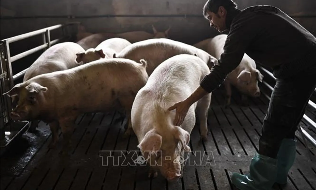 Lương Nông Liên hợp quốc cảnh báo nguy cơ bùng phát dịch bệnh động vật xuyên biên giới