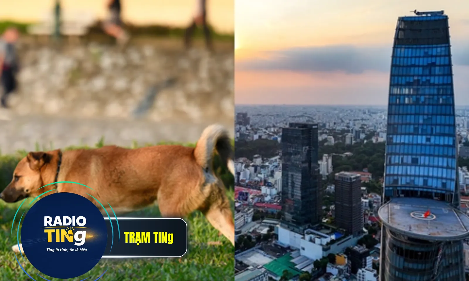 Điểm tin sáng 13/6: Không rọ mõm chó ra đường bị phạt 2 triệu đồng |TPHCM giảm hơn 2.000 khu phố, ấp