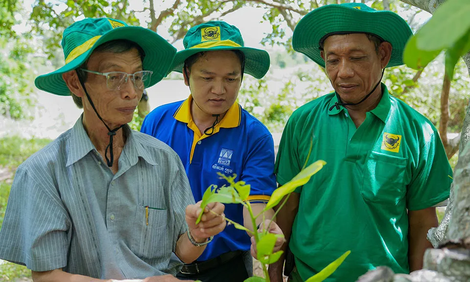 Mang giải pháp dinh dưỡng khoa học cho điều Campuchia: Hành trình kiến tạo mùa vàng thịnh vượng