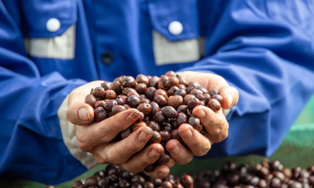 Giá cà phê hôm nay 22/6: Tăng nhẹ, vẫn dưới mốc 90.000 đồng/kg