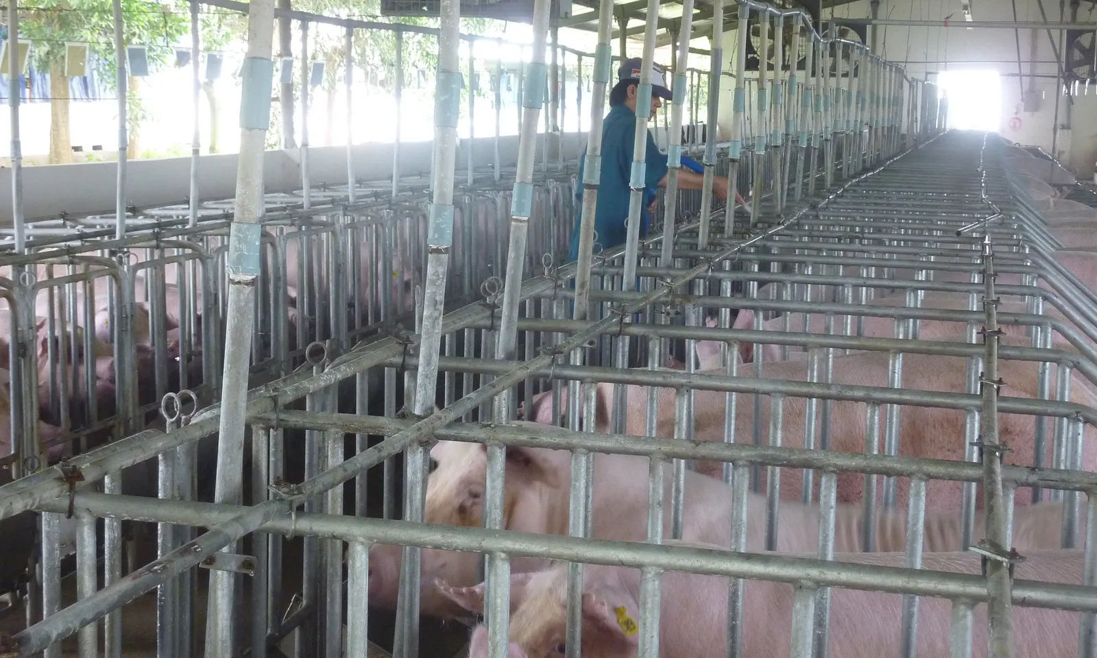 Giá heo hơi hôm nay 25/6: Giá ổn định, thấp nhất là 61.000 đồng/kg