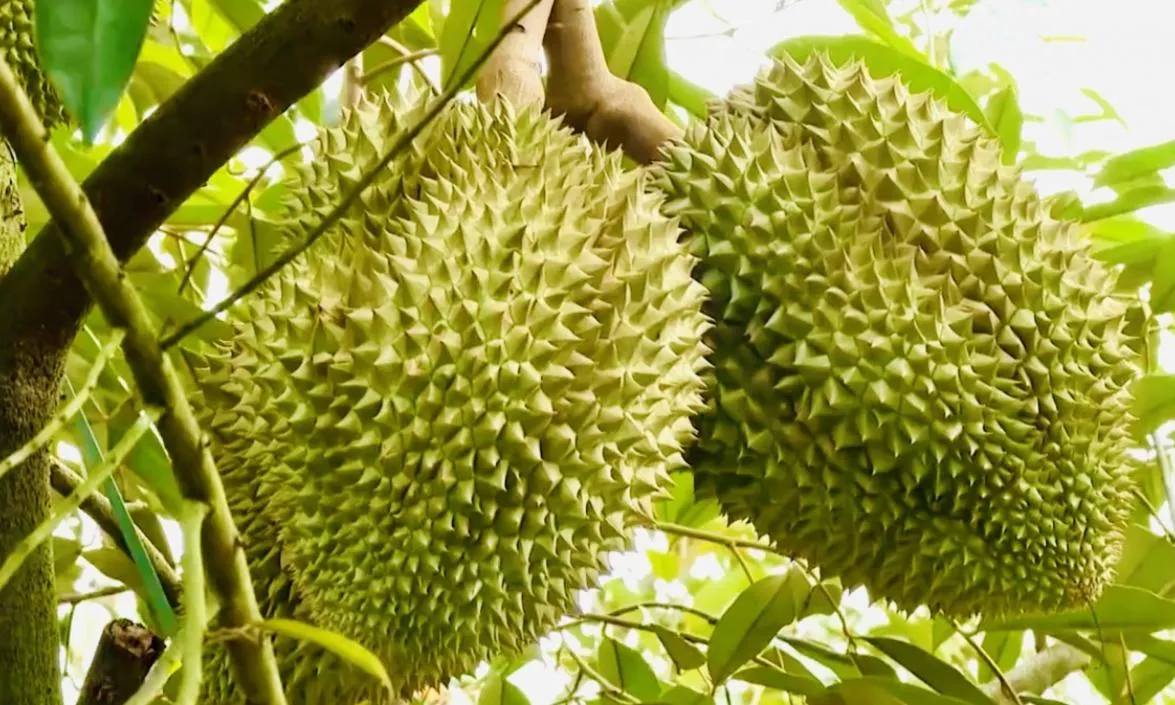 Giá sầu riêng hôm nay 29/6: Bất ngờ tín hiệu tích cực từ thị trường
