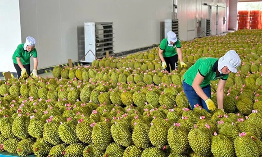 Xuất khẩu nông, lâm, thủy sản tăng 6% trong 6 tháng đầu năm 2026