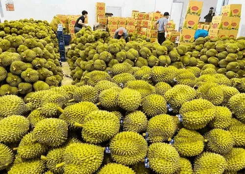 xuat-khau-rau-qua-