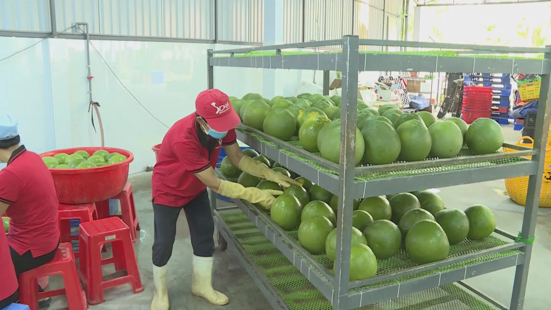 Việc áp dụng quy trình canh tác và đóng gói theo tiêu chuẩn giúp cây có múi đáp ứng yêu cầu của các thị trường nhập khẩu