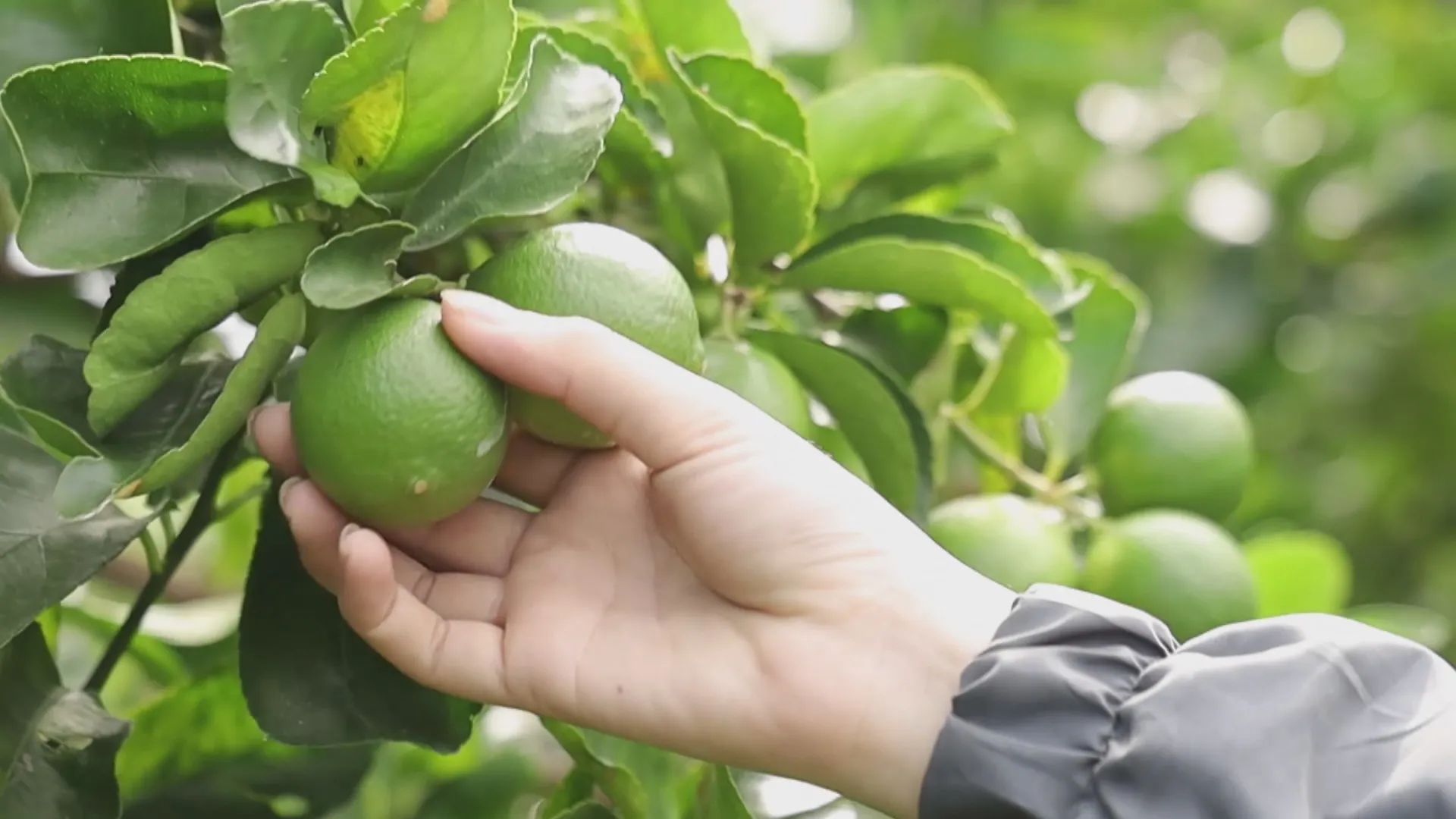 Đầu tư vùng nguyên liệu, chế biến và truy xuất nguồn gốc góp phần nâng cao năng lực cạnh tranh của nông sản Việt trên thị trường quốc tế