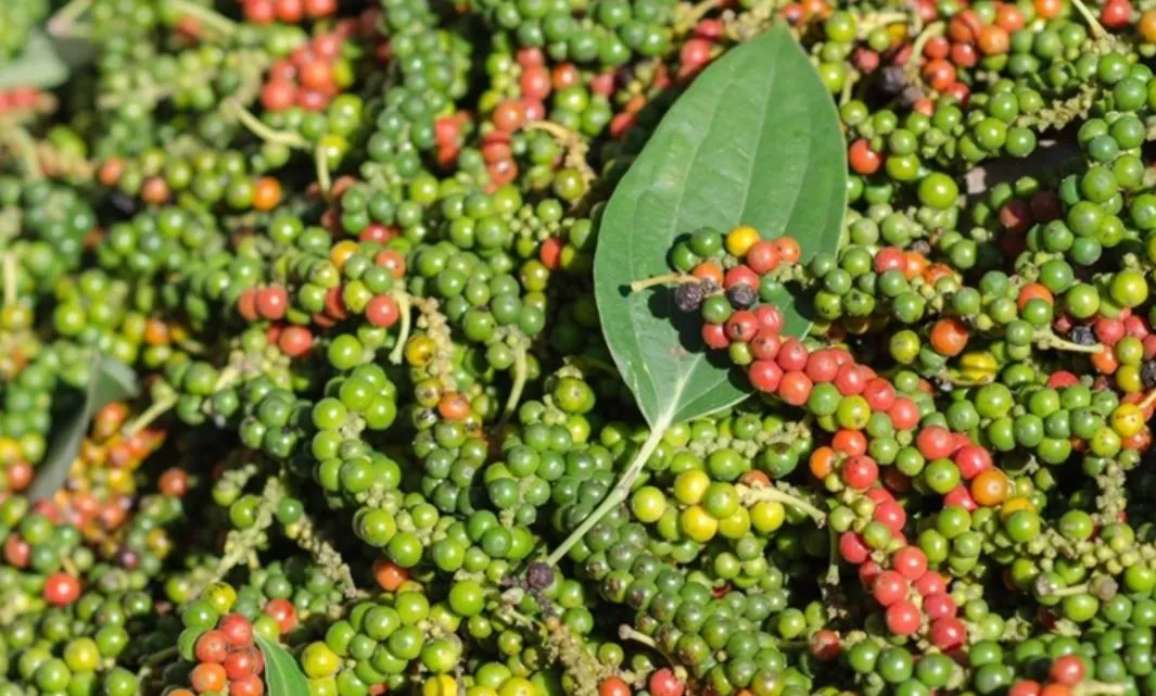 Giá tiêu hôm nay 6/7: Chờ nhịp phục hồi