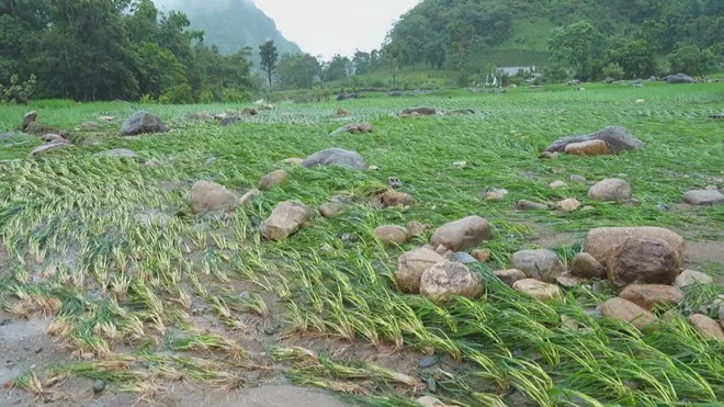 mưa ngập