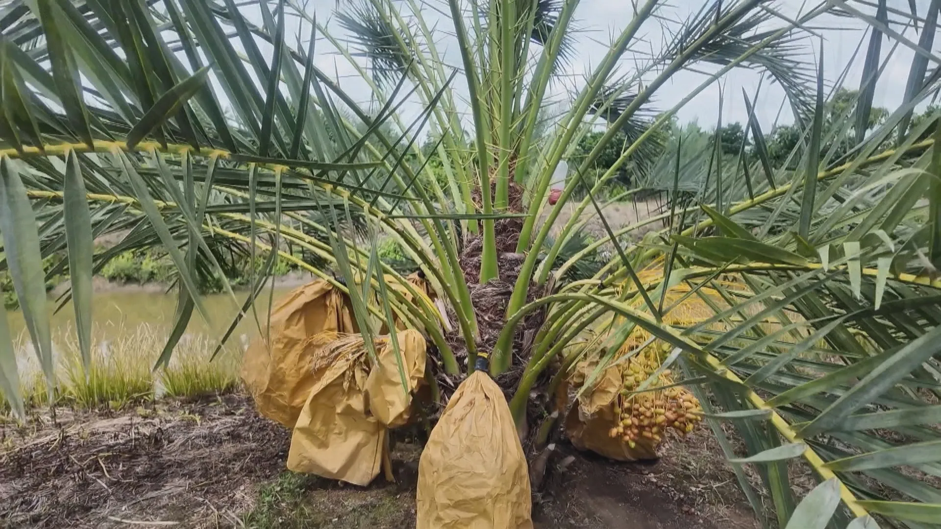 Vườn chà là mới lạ giữa làng quê Đồng Tháp