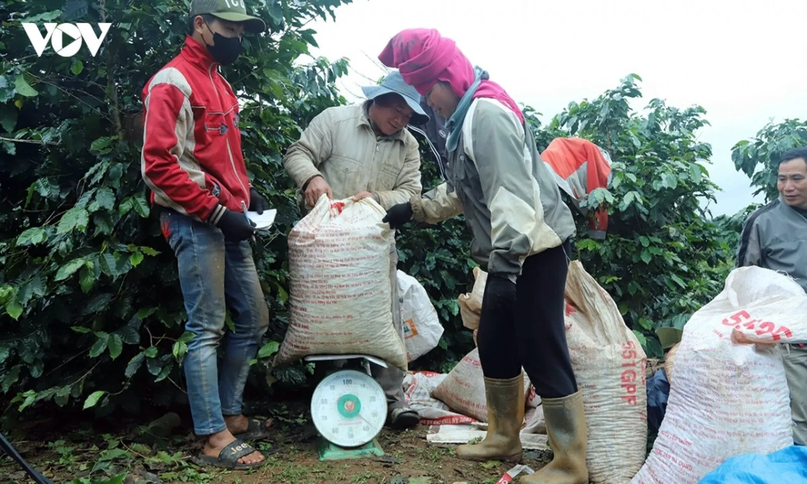 Giá cà phê thế giới đồng loạt giảm, trong nước giữ mức 95.300 đồng/kg