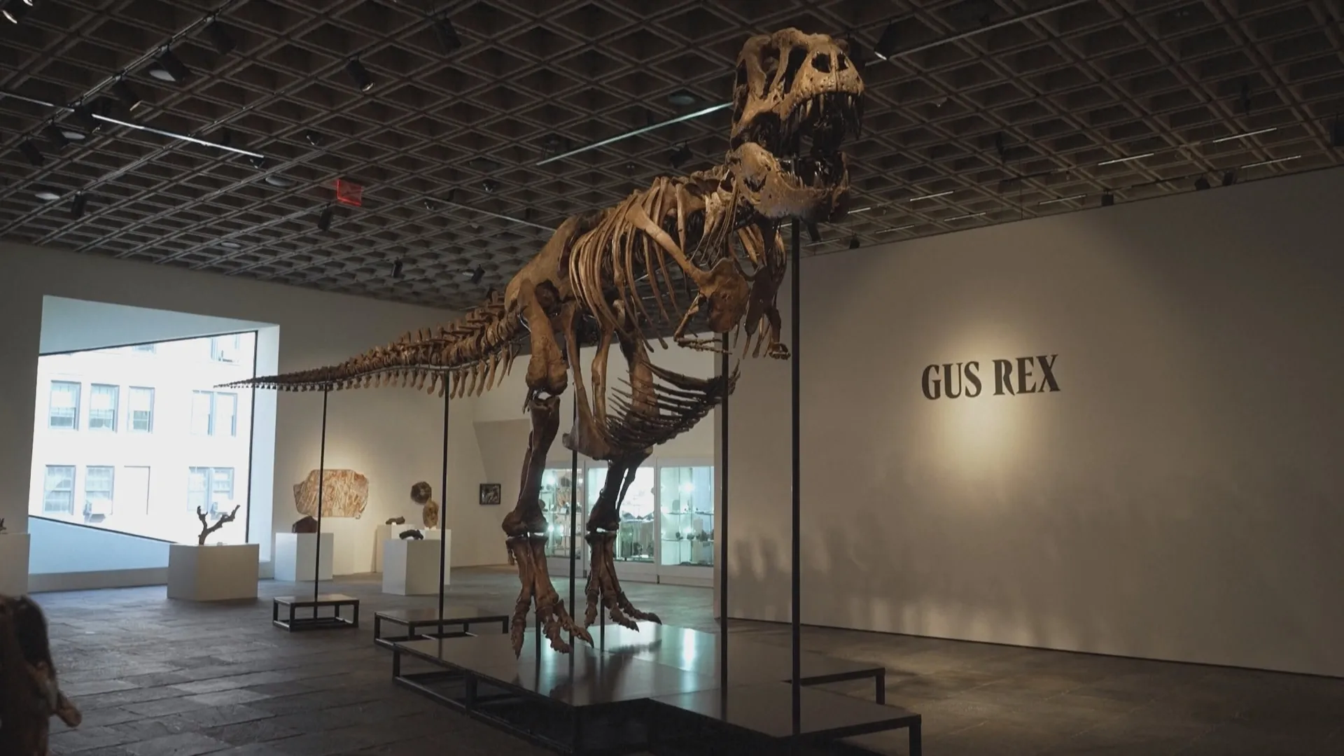 50,1 triệu đôla Mỹ cho bộ xương khủng long T-rex Gus- Ảnh 1.