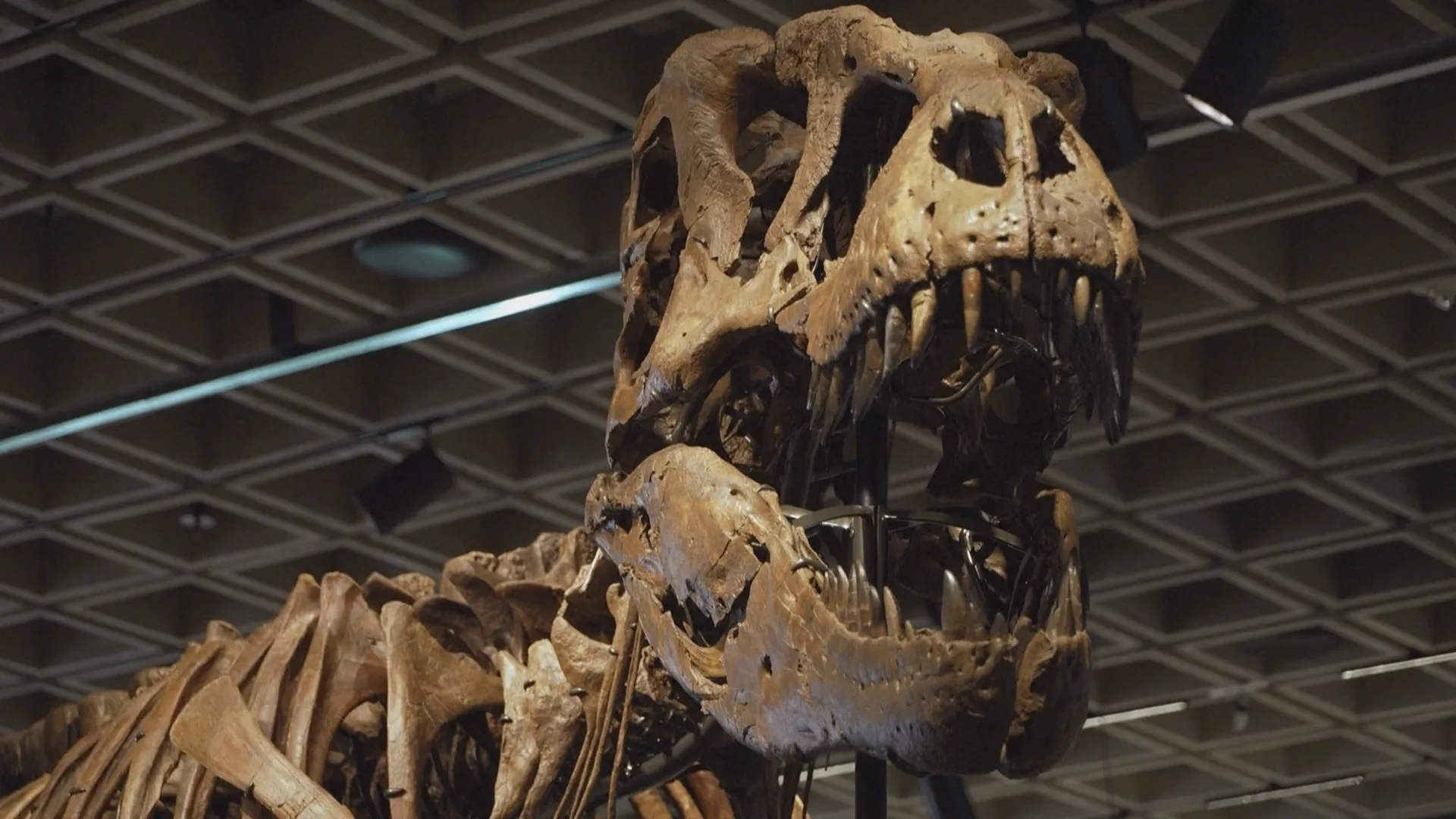 50,1 triệu đôla Mỹ cho bộ xương khủng long T-rex Gus- Ảnh 3.