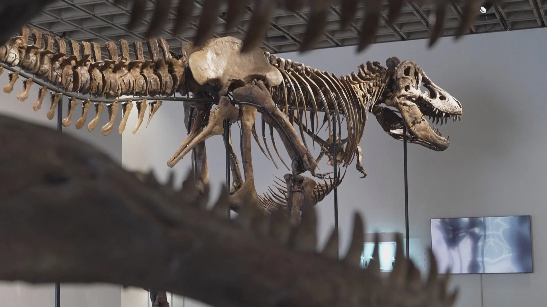 50,1 triệu đôla Mỹ cho bộ xương khủng long T-rex Gus- Ảnh 2. 50,1 triệu đôla Mỹ cho bộ xương khủng long T-rex Gus- Ảnh 2.