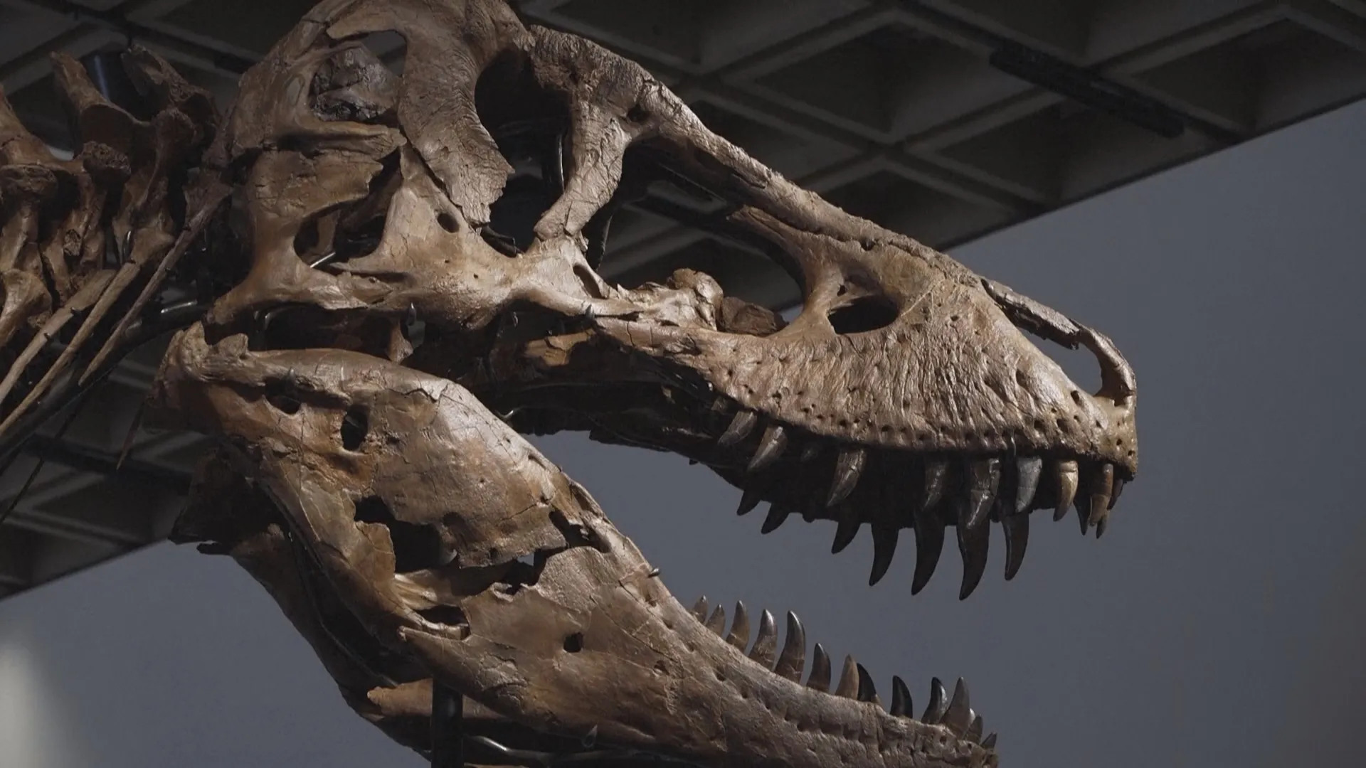 50,1 triệu đôla Mỹ cho bộ xương khủng long T-rex Gus- Ảnh 4. 50,1 triệu đôla Mỹ cho bộ xương khủng long T-rex Gus- Ảnh 4.