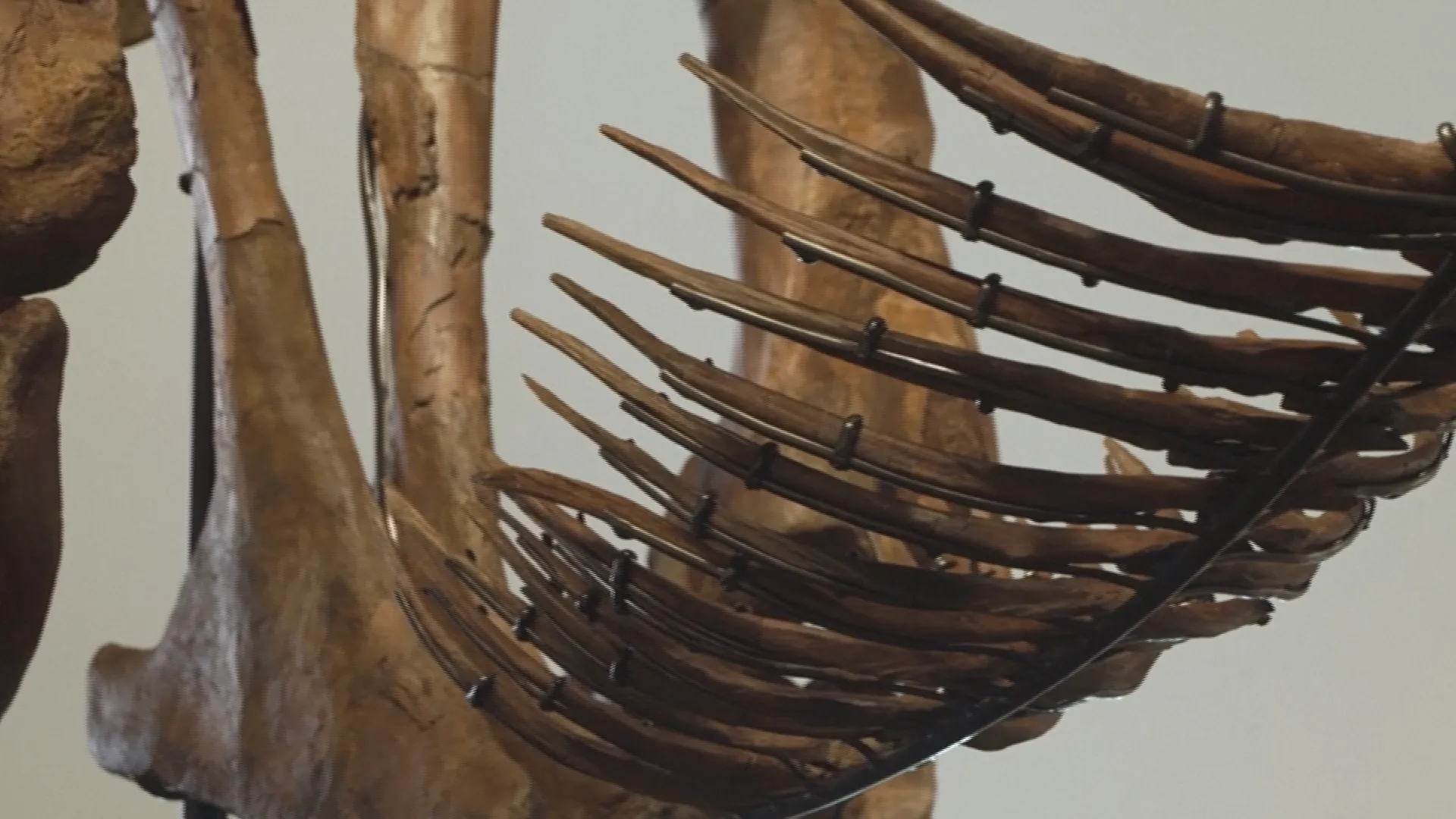 50,1 triệu đôla Mỹ cho bộ xương khủng long T-rex Gus- Ảnh 6. 50,1 triệu đôla Mỹ cho bộ xương khủng long T-rex Gus- Ảnh 6.