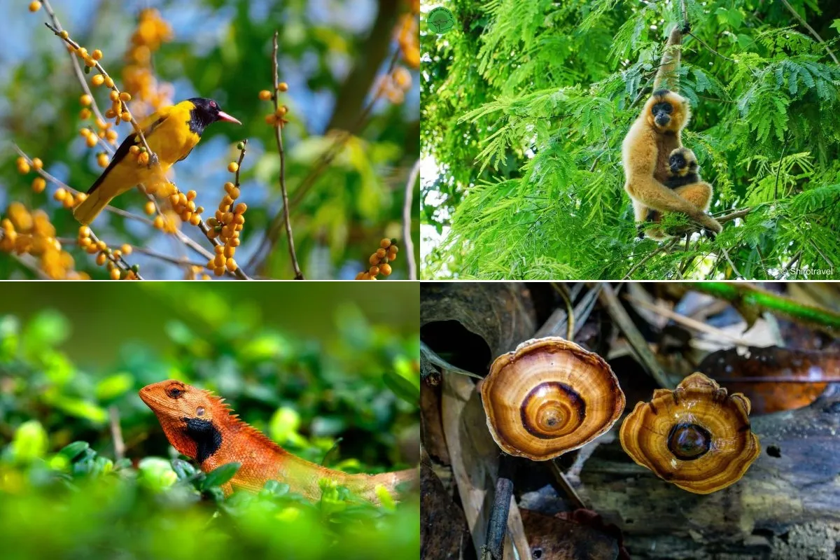 Vườn quốc gia Cát Tiên có mức độ đa dạng sinh học cao - Ảnh VQG Cát Tiên