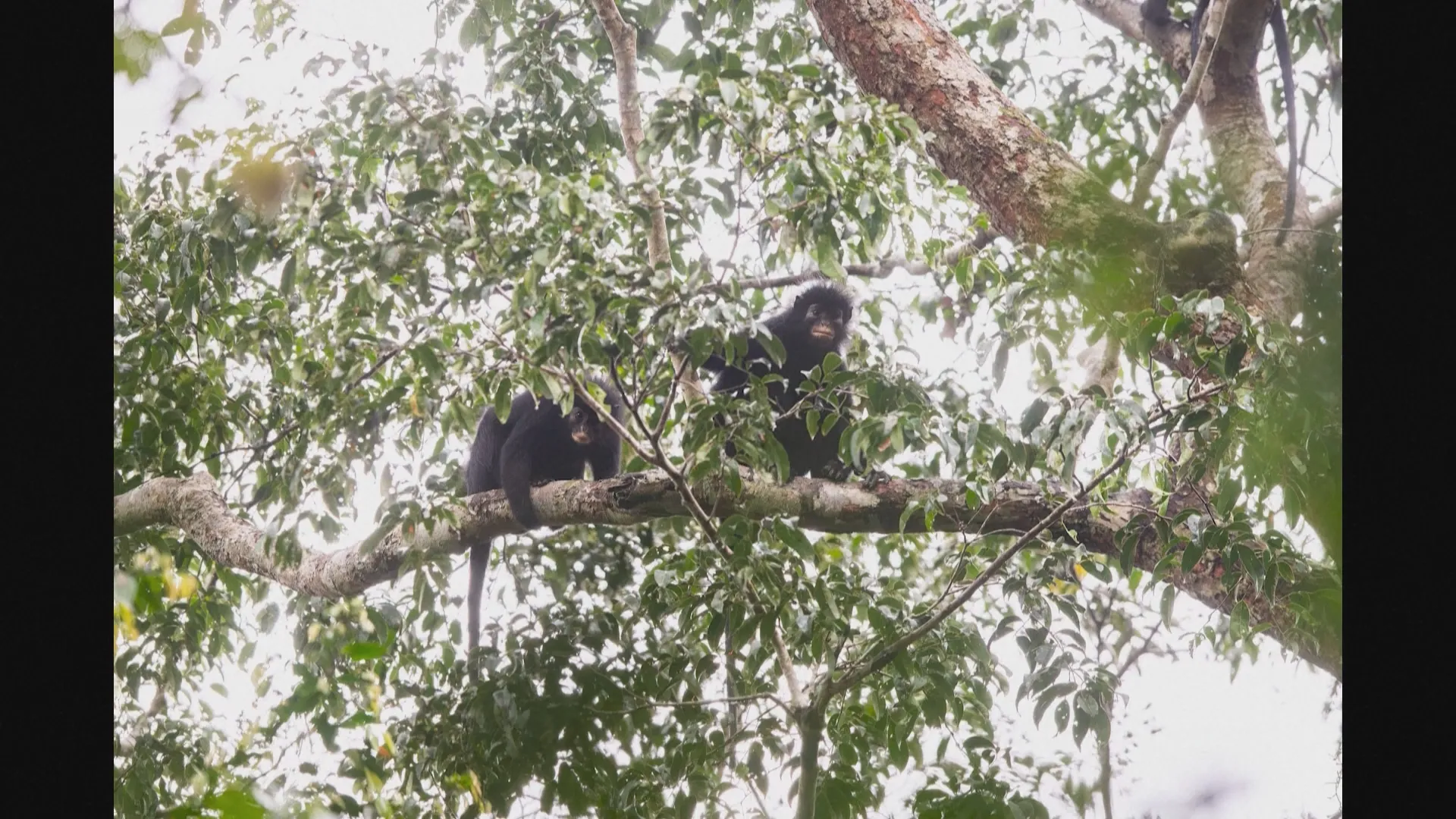 Phát hiện loài khỉ mới ở Cộng hòa Dân chủ Congo - Ảnh 2.