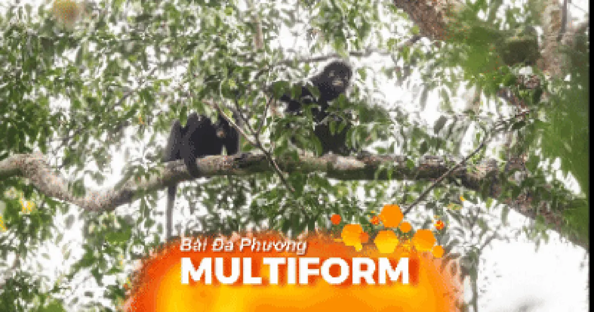 Phát hiện loài khỉ mới ở Cộng hòa Dân chủ Congo