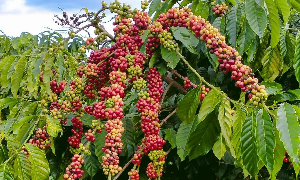 Giá cà phê hôm nay 20/7: Lặng sóng