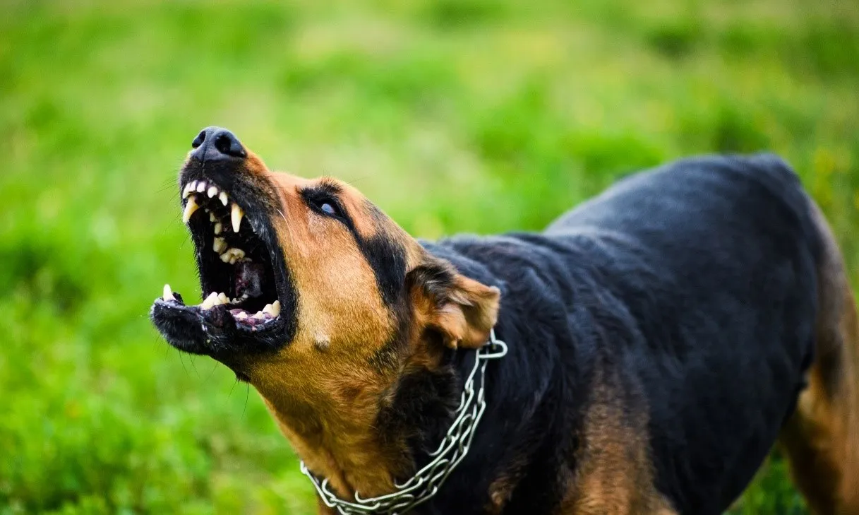 TPHCM cảnh báo nhiều ca tử vong do bệnh dại