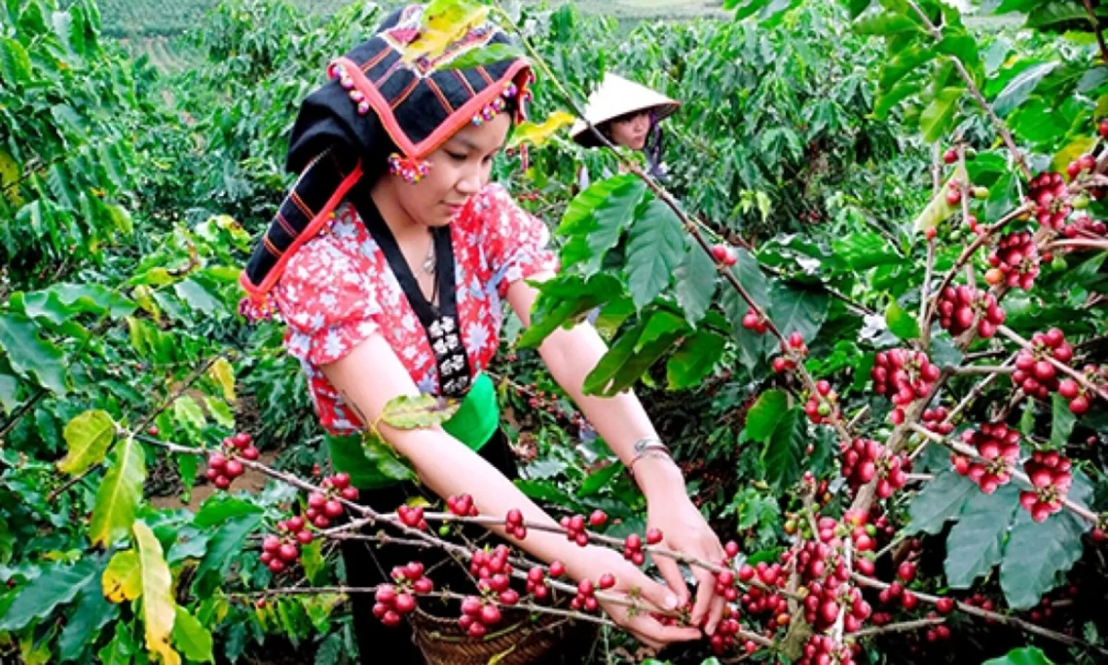 Giá cà phê trong nước tăng lên 95.900 đồngkg, Robusta thế giới đi ngang - Ảnh 1