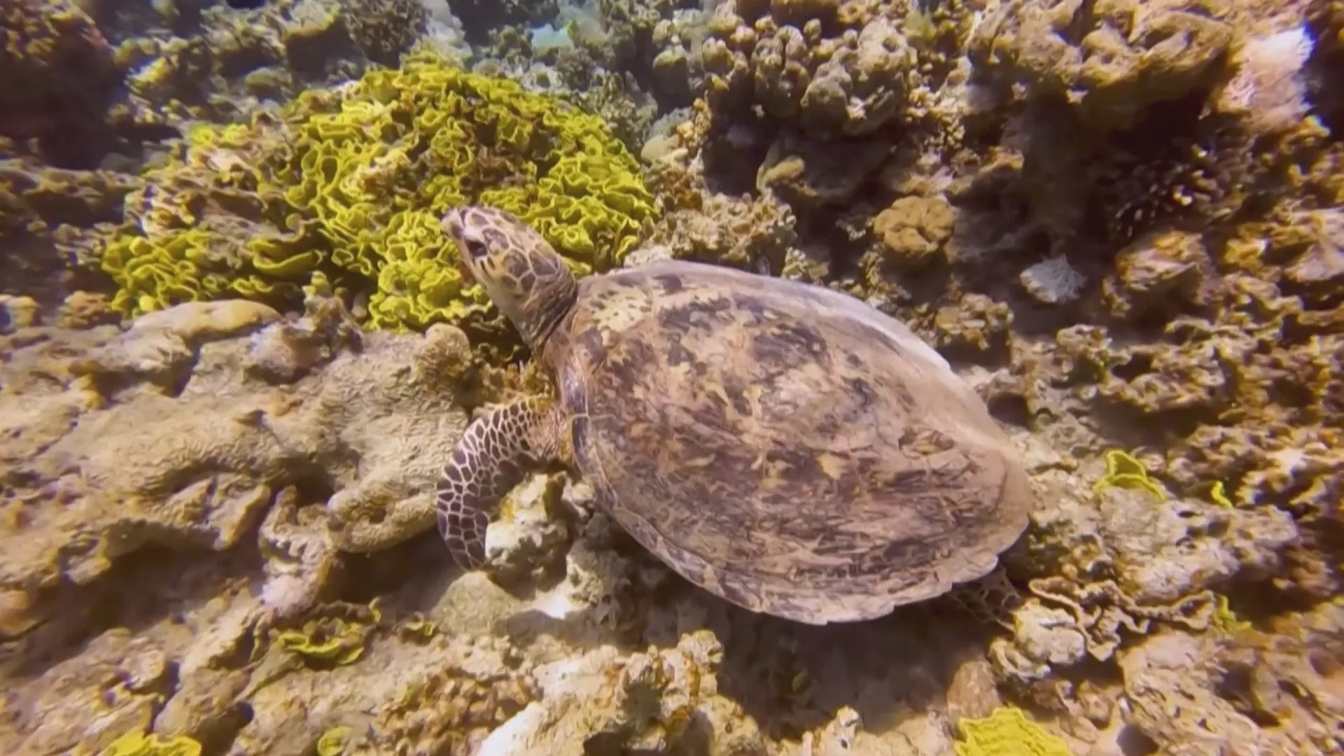 Khu bảo tồn biển Aqaba ở Jordanie sở hữu hệ sinh thái biển nhiệt đới vô cùng phong phú