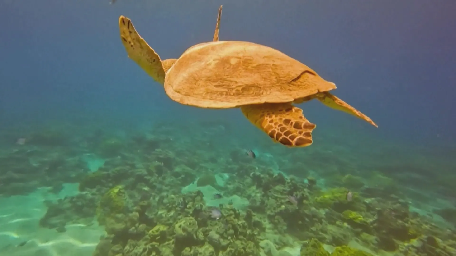 Khu bảo tồn biển Aqaba ở Jordanie sở hữu hệ sinh thái biển nhiệt đới vô cùng phong phú