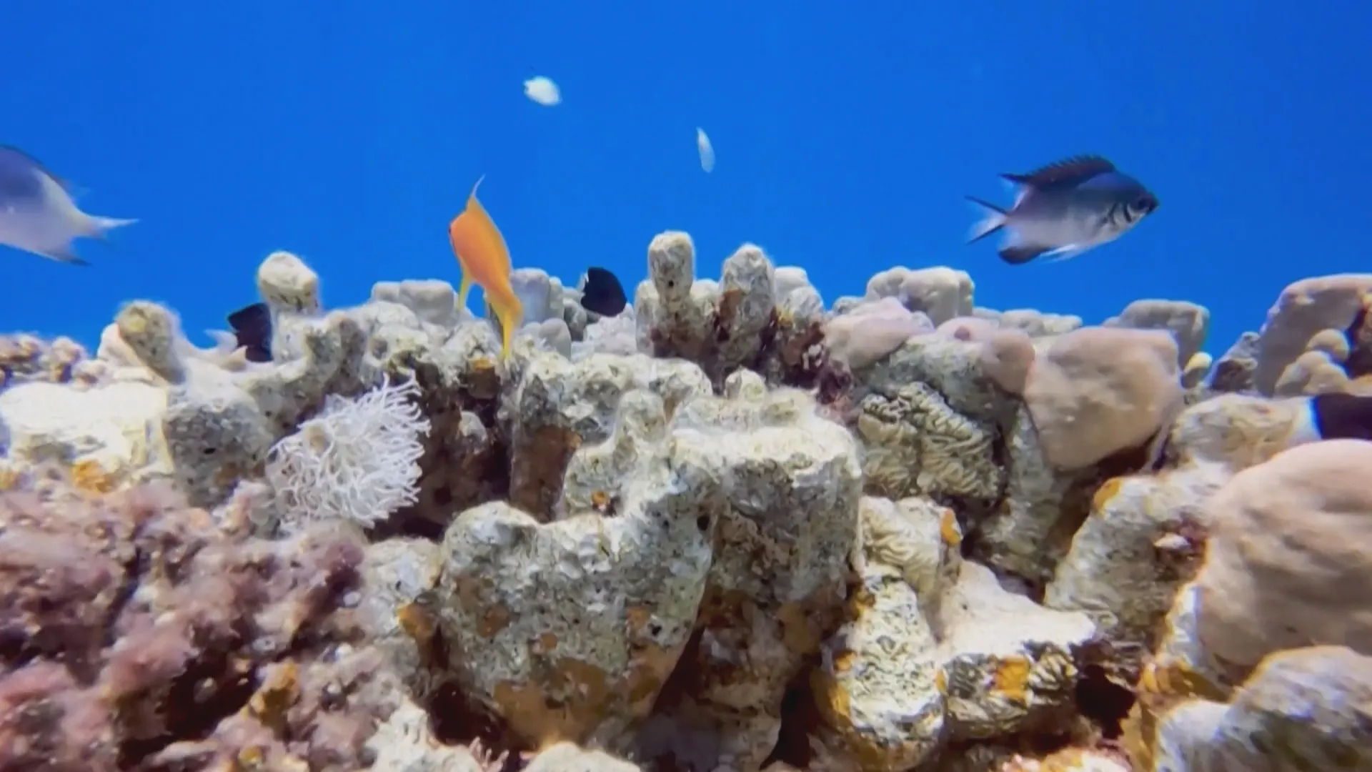 Khu bảo tồn biển Aqaba ở Jordanie sở hữu hệ sinh thái biển nhiệt đới vô cùng phong phú