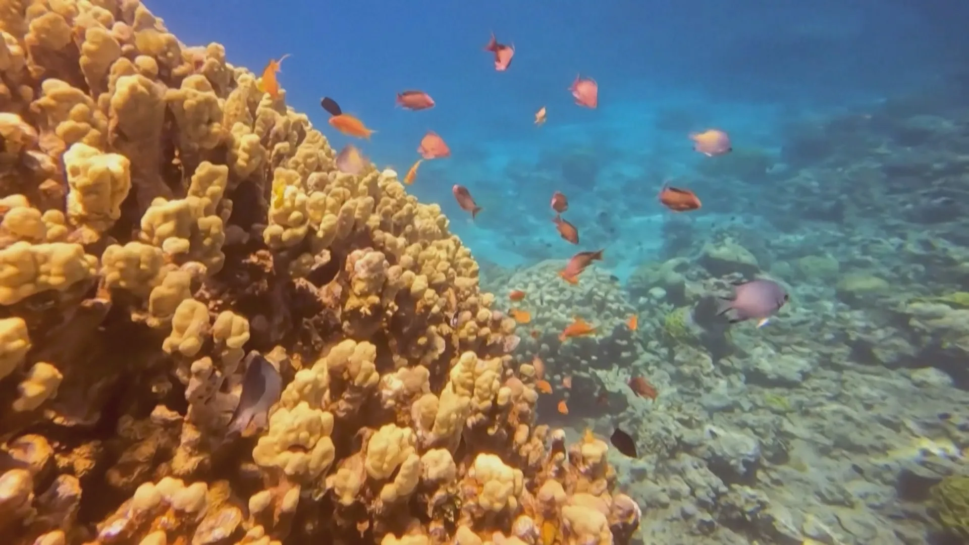 Khu bảo tồn biển Aqaba ở Jordanie sở hữu hệ sinh thái biển nhiệt đới vô cùng phong phú
