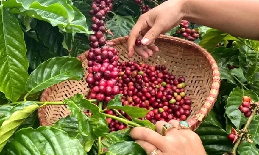 Giá nông sản ngày 30/7: Giá cà phê, hồ tiêu trong nước tiếp tục tăng