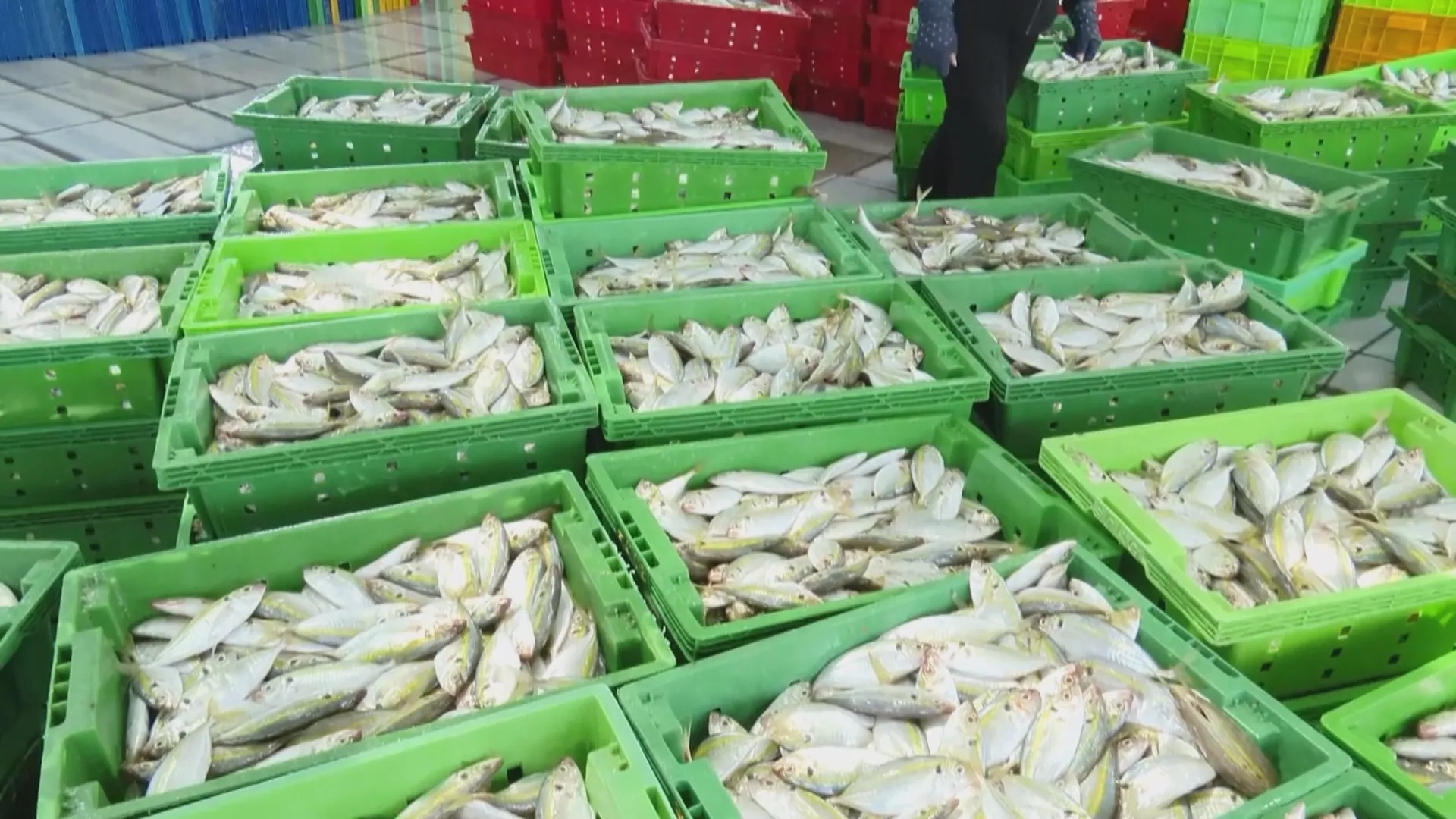 h4-TP. Hồ Chí Minh quyết liệt gỡ “thẻ vàng” IUU