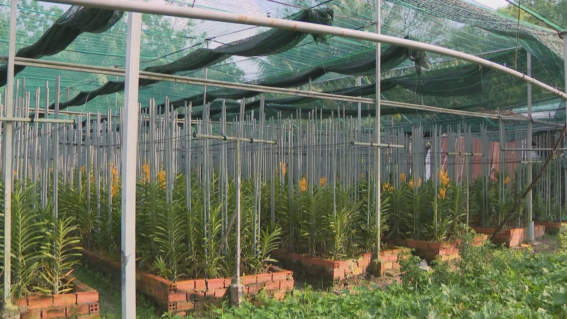 Lan là loài hoa có giá trị kinh tế, phù hợp với định hướng phát triển nông nghiệp đô thị của Thành phố