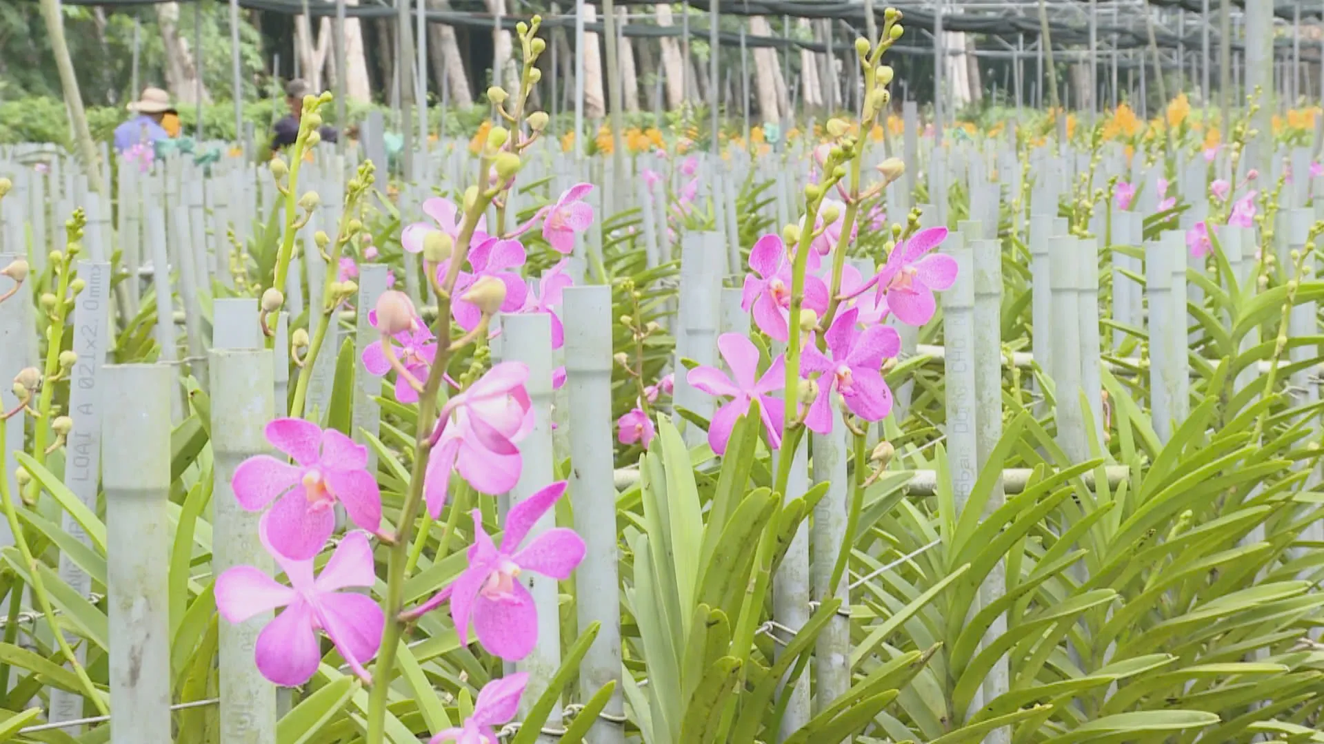 Lan là loài hoa có giá trị kinh tế, phù hợp với định hướng phát triển nông nghiệp đô thị của Thành phố