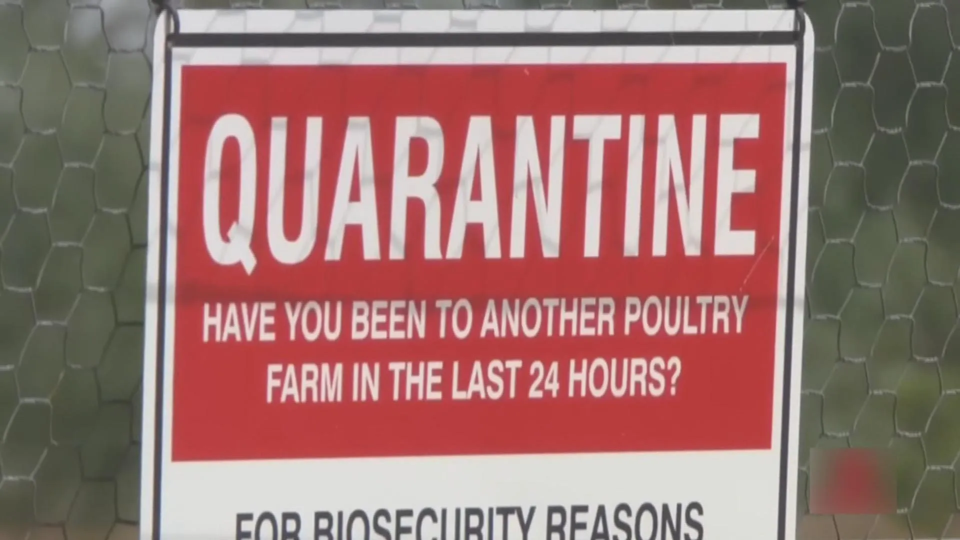Australia xác nhận đợt chim hoang dã chết hàng loạt đầu tiên do cúm H5N1- Ảnh 2.