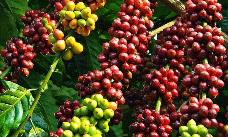 Giá nông sản ngày 6/8: Giá cà phê tăng mạnh, giá tiêu ổn định