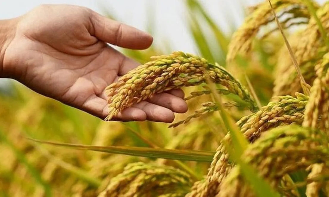 Giá lúa gạo hôm nay 10/8: Thị trường trầm lắng