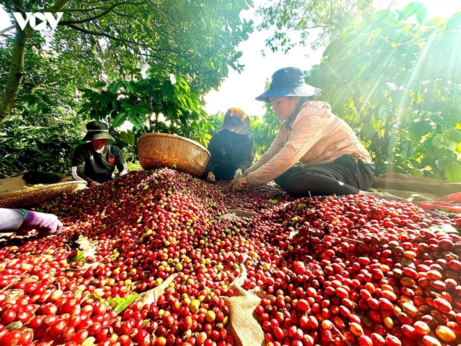 Giá cà phê hôm nay 11-8 Cà phê trong nước tăng 200 đồngkg - Ảnh 2