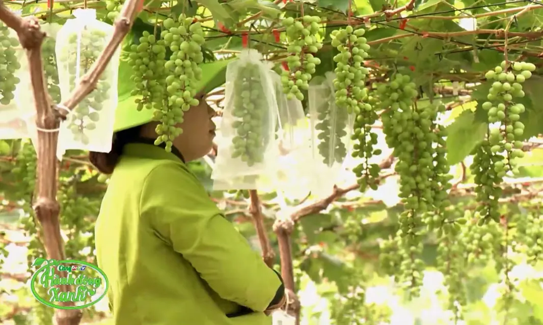 h18-Cùng HTV hành động xanh