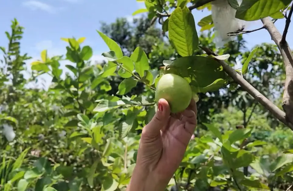 h21-Cùng HTV hành động xanh