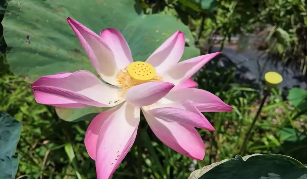 h22-Cùng HTV hành động xanh