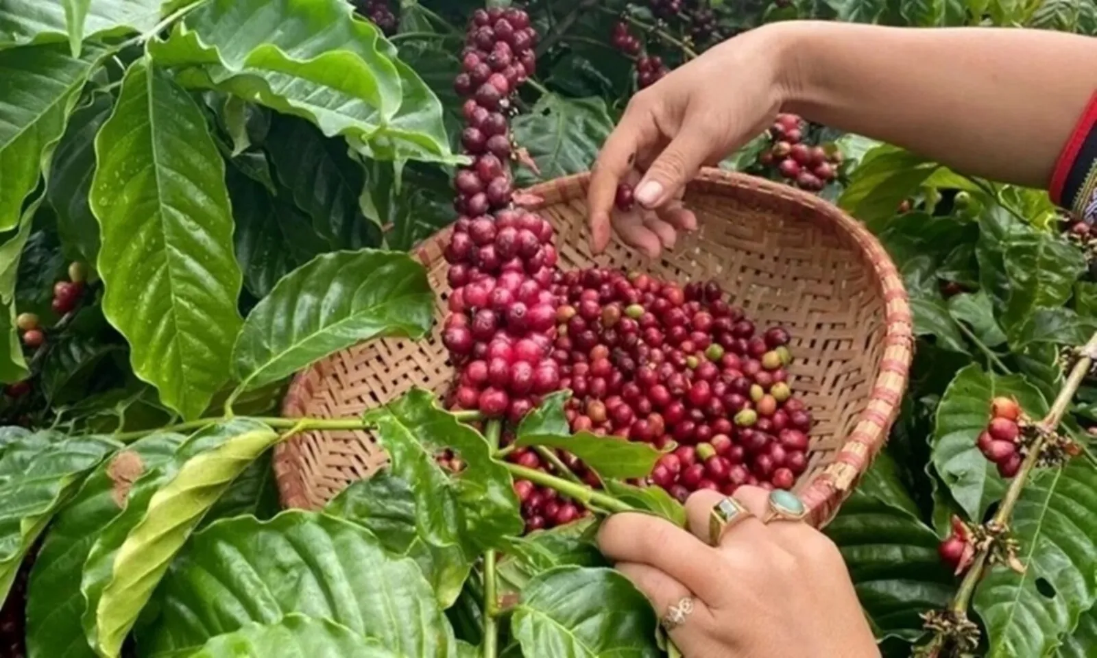 Giá cà phê hôm nay 16-8 Cà phê trong nước giảm, quanh 94.200 - 94.900 đồngkg - Ảnh 1