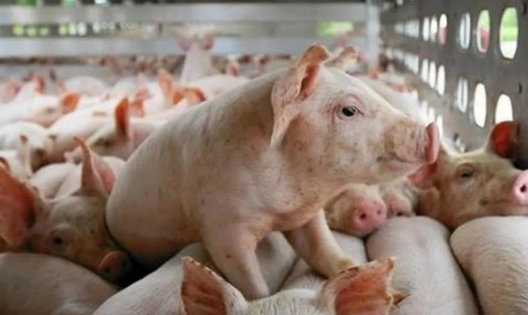 Giá heo hơi hôm nay 17/8: Đà giảm tạm dừng