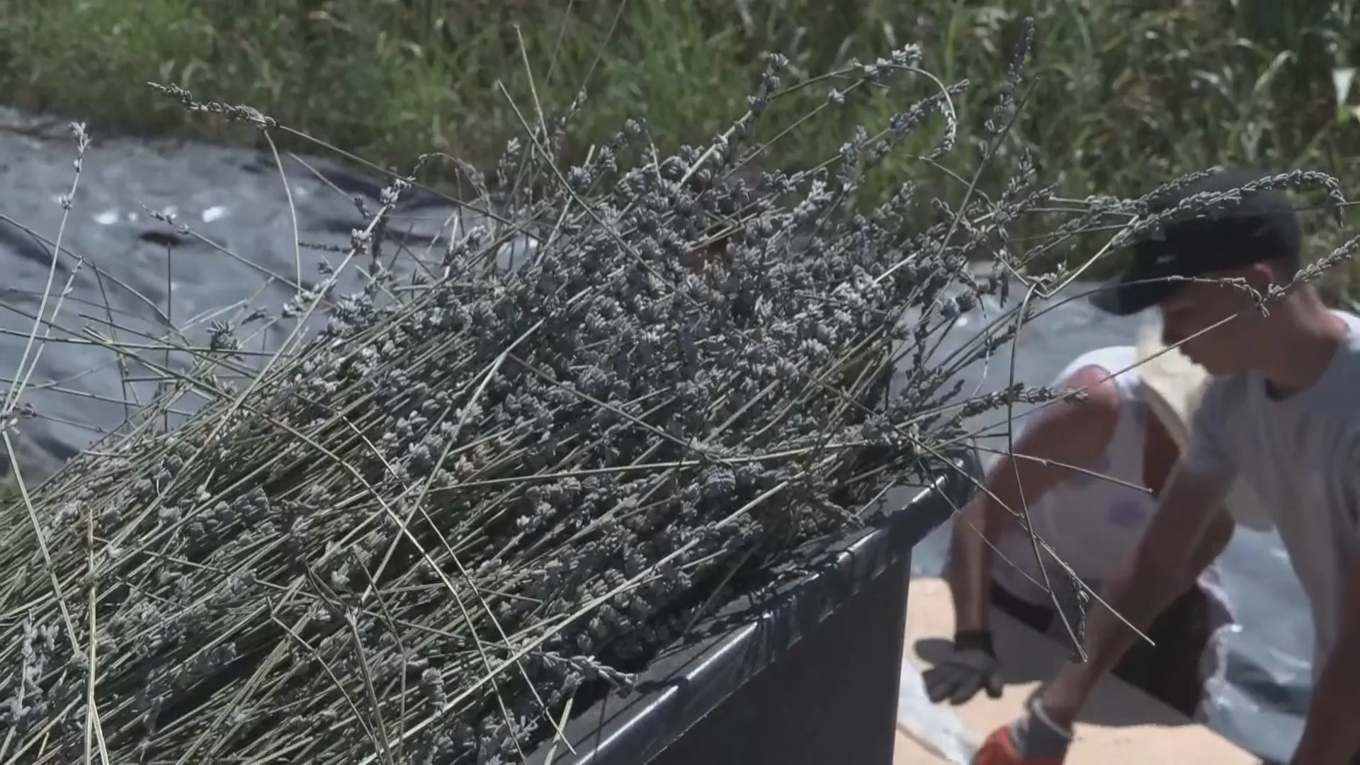 Những cánh đồng hoa oải hương khoe sắc tím giữa nắng hè gay gắt tại Croatia