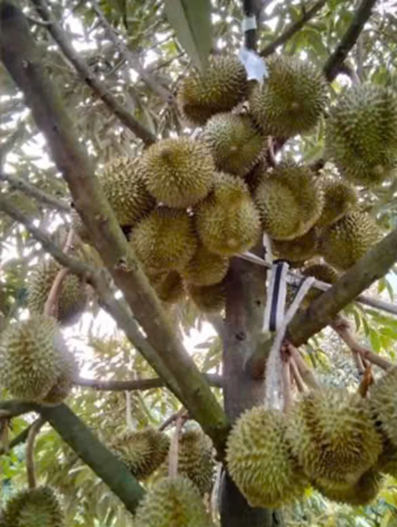 sầu riêng 1