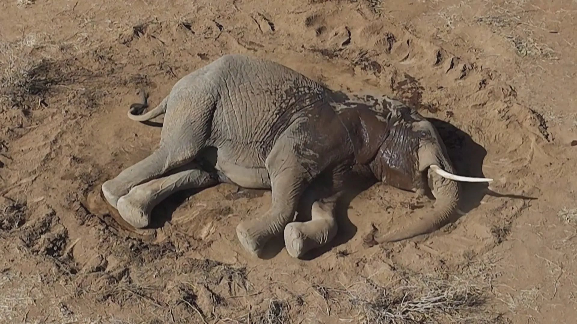 Kenya: Bệnh lạ đe dọa đàn voi tại vùng Amboseli - Ảnh 1.