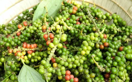 gia-tieu-